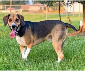Photo of Beagle Walker Coonhound