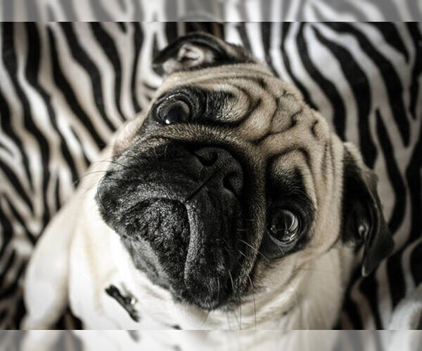 Medium Photo #10 Pug Dog Breed