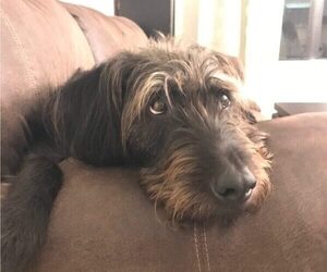 Image of Wirehaired lab breed