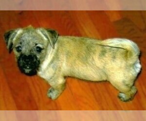 Image of Peka-A-West breed