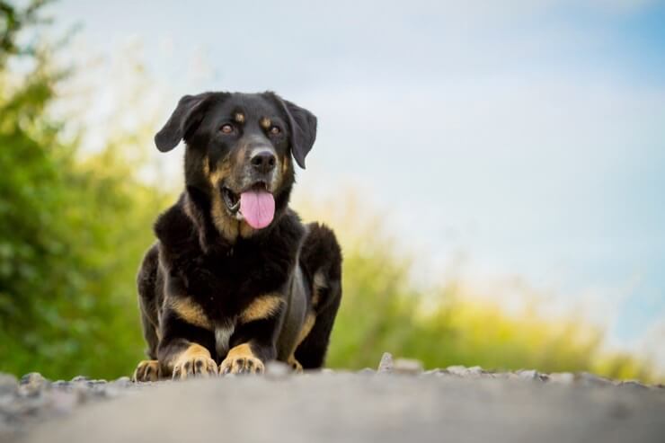 Image of Shepweiller Breed