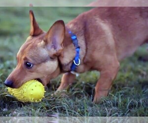 Image of Corgi-Pin breed