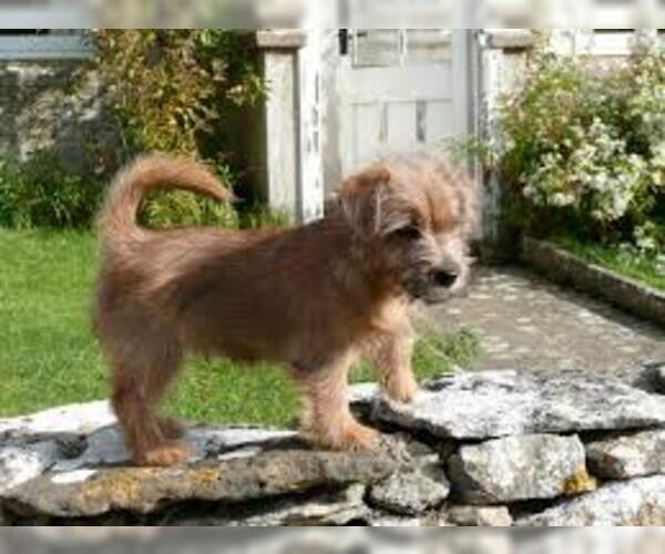 Medium Photo #4 Norfolk Terrier Dog Breed