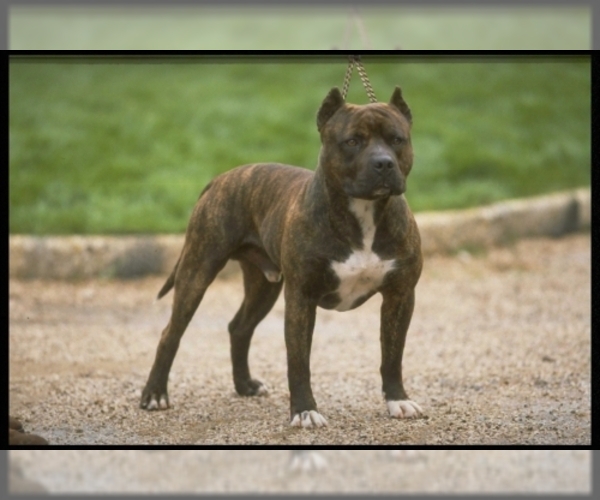 Image of American Staffordshire Terrier Breed