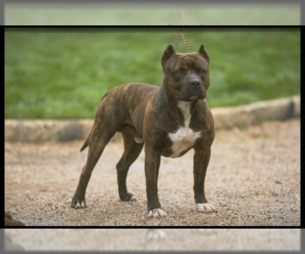 American Staffordshire Terrier