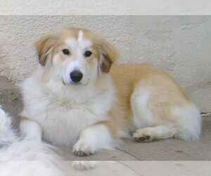 Corgi Pyrenees puppies for sale and Corgi Pyrenees dogs for adoption