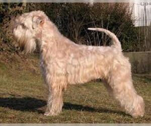 Small Photo #2 Soft Coated Wheaten Terrier Dog Breed