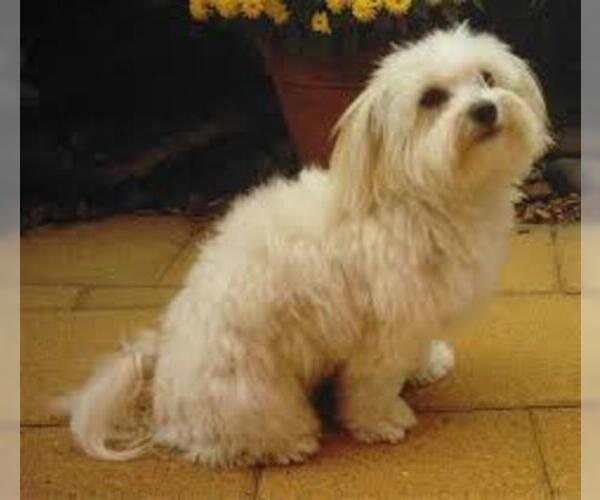 Medium Photo #5 Maltese Dog Breed
