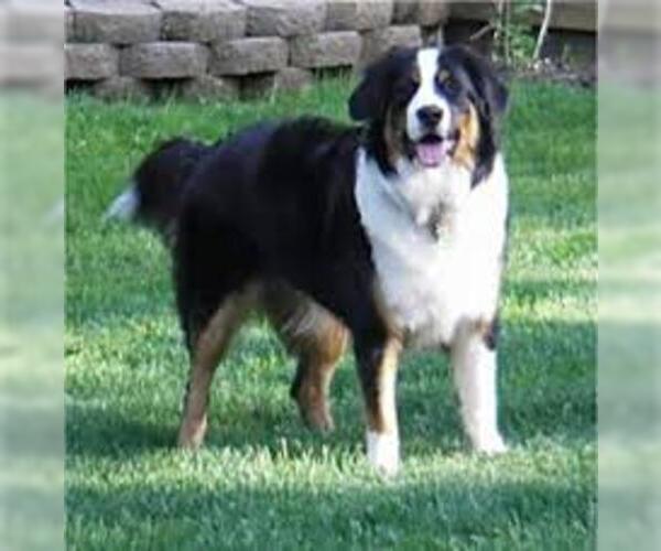 Medium Photo #5 Bordernese Dog Breed