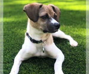 Image of Foxingese breed