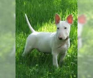 Small #5 Breed Miniature Bull Terrier image