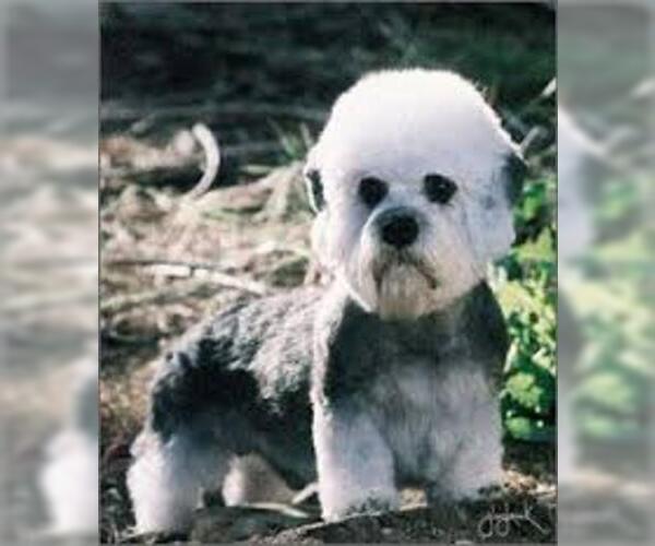 Medium Photo #2 Dandie Dinmont Terrier Dog Breed