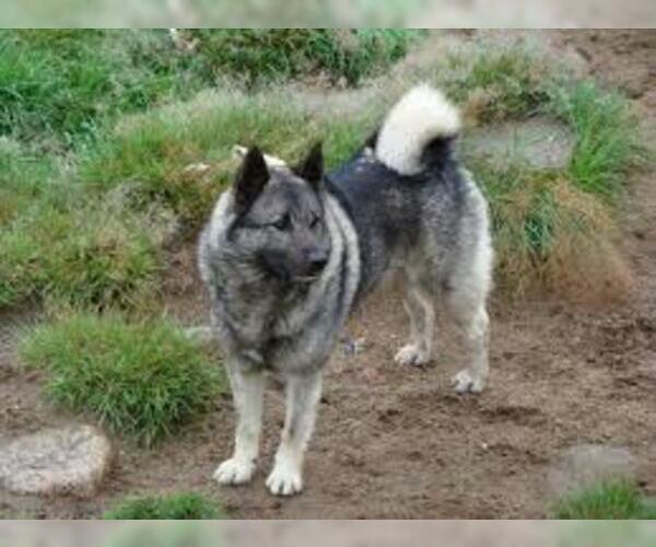 Medium Photo #3 Norwegian Elkhound Dog Breed