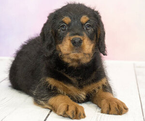 Image of Rottle breed