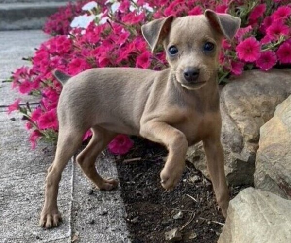 Medium Photo #1 Min Pin Dobe Dog Breed