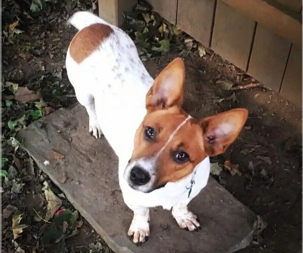 Medium Photo #1 Cojack Dog Breed