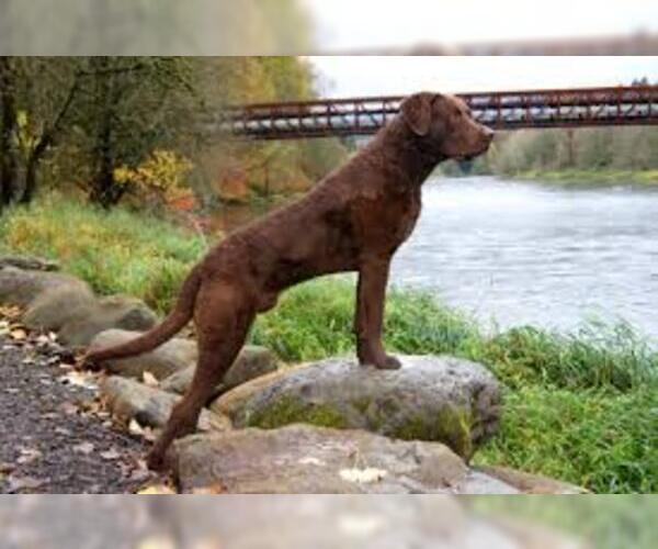 Medium Photo #5 Chesapeake Bay Retriever Dog Breed