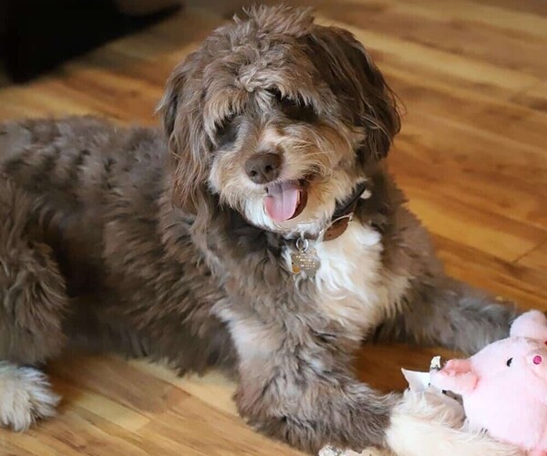 Aussiedoodle Toy