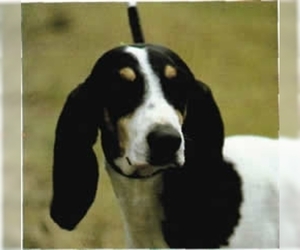 Image of Ariegeois breed