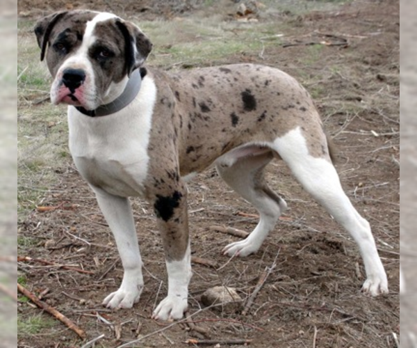 Medium Photo #2 Alapaha Blue Blood Bulldog Dog Breed