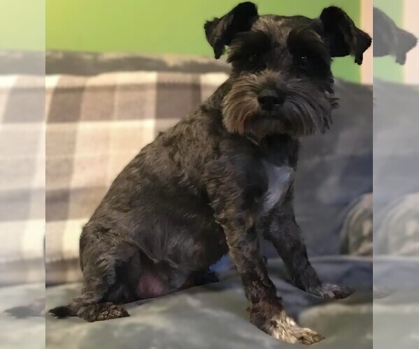 Medium Photo #1 Carnauzer Dog Breed