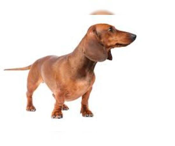 Medium Photo #7 Dachshund Dog Breed