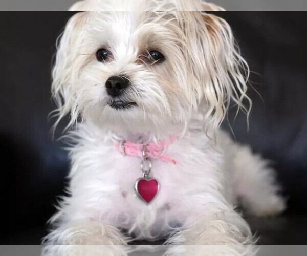 Medium Photo #1 Silkese Dog Breed