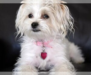 Image of Silkese breed