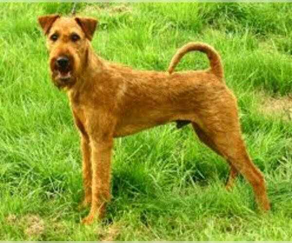 Medium Photo #9 Irish Terrier Dog Breed