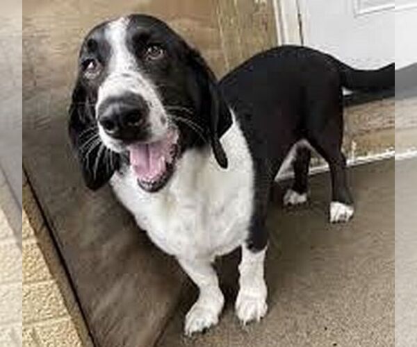 Medium Photo #1 Basset Collie Dog Breed