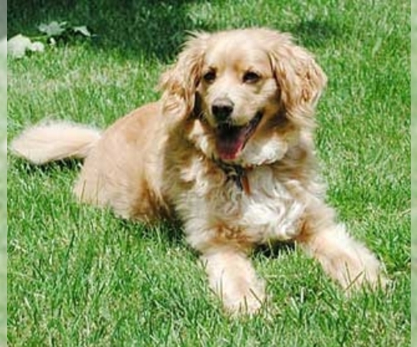 Golden Cocker Retriever Dog Breed Image