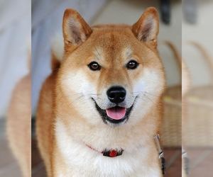 Image of breed Ainu Dog