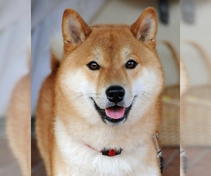 Small Photo #1 Ainu Dog Dog Breed