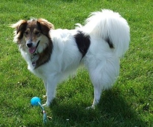 Image of Shel-Aussie breed