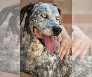 Image of Pooda Houla breed