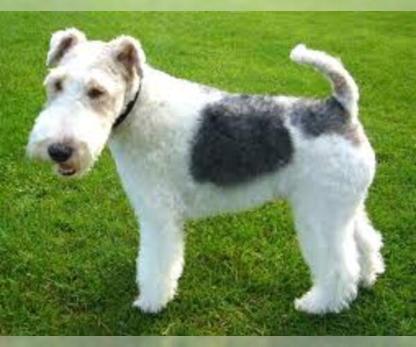 Medium Photo #6 Wire Fox Terrier Dog Breed