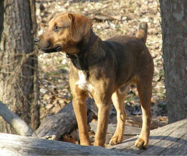 Medium Photo #1 Patterbea Dog Breed