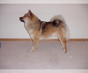 Image of Chinese Foo Dog breed