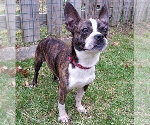 Samll image of Boston Huahua