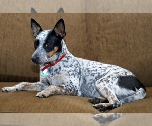 Cattle Chihuahua puppies for sale and Cattle Chihuahua dogs for adoption