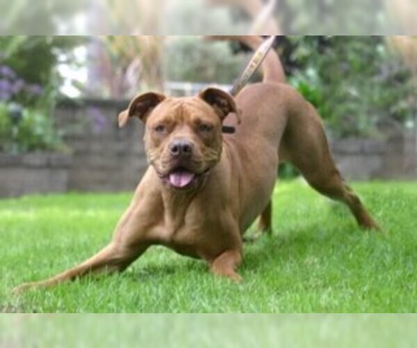 Medium Photo #1 American Bull Dogue De Bordeaux Dog Breed