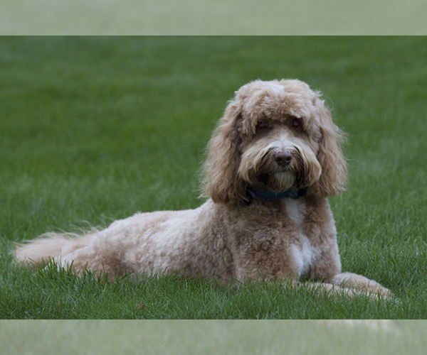Medium Photo #3 Labradoodle Dog Breed