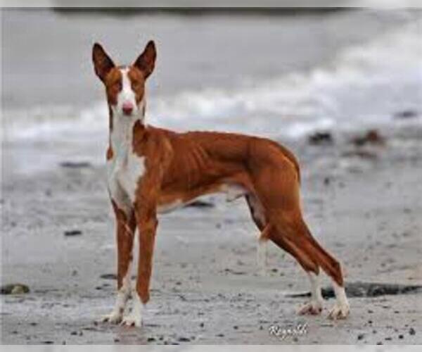 Medium Photo #3 Ibizan Hound Dog Breed
