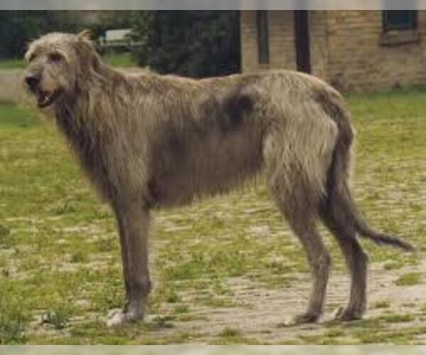 Medium Photo #6 Irish Wolfhound Dog Breed