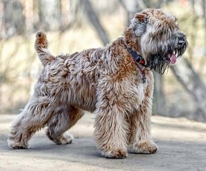 Image of Soft Coated Wheatzer breed