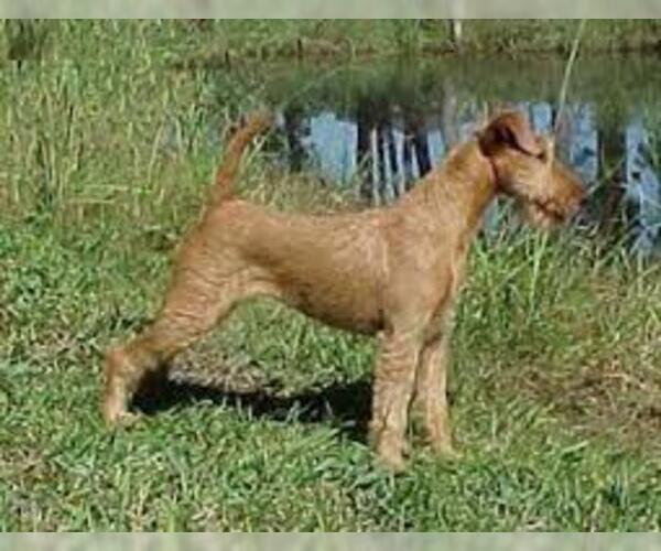 Medium Photo #2 Irish Terrier Dog Breed
