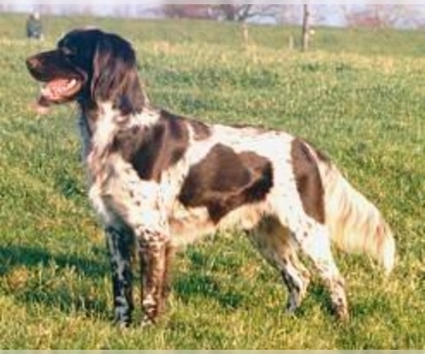 Munsterlander (Small) Dog Breed Image