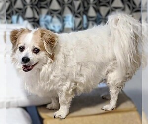 Image of Corginese breed