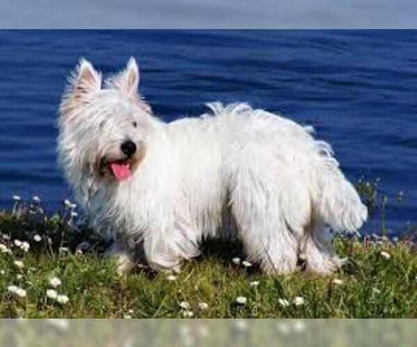 Medium Photo #3 West Highland White Terrier Dog Breed