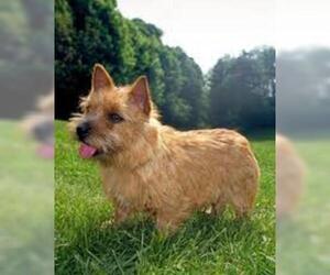 Small #4 Breed Norwich Terrier image